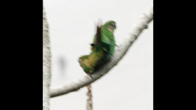 Maroon-bellied Parakeet - ML623428770