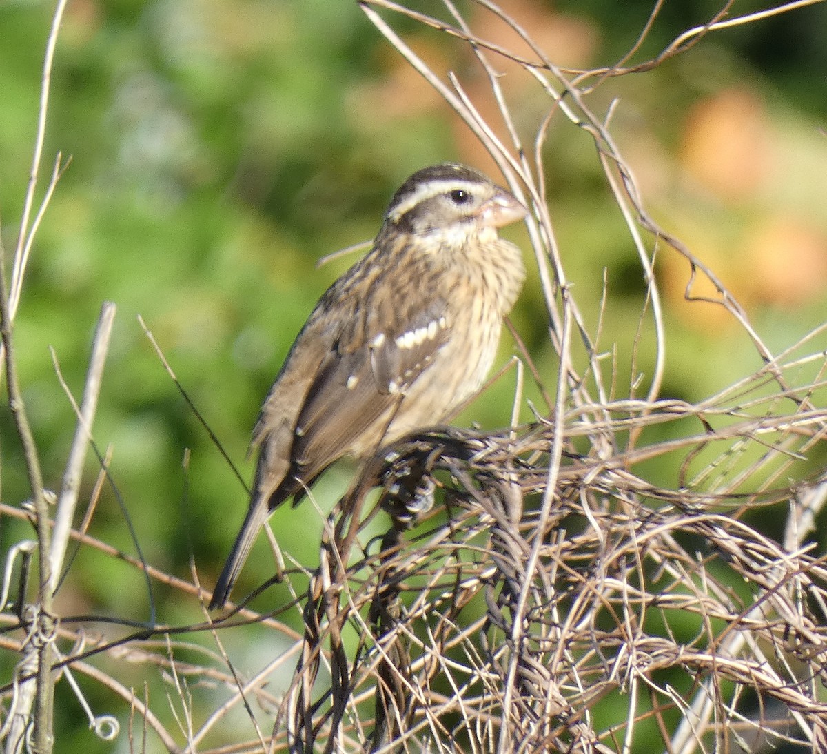 Rose-breasted Grosbeak - ML623428780