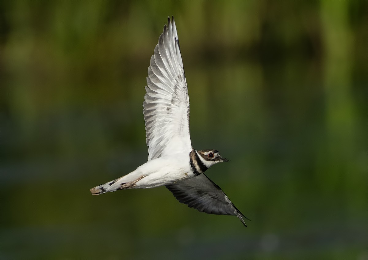 Killdeer - ML623428837