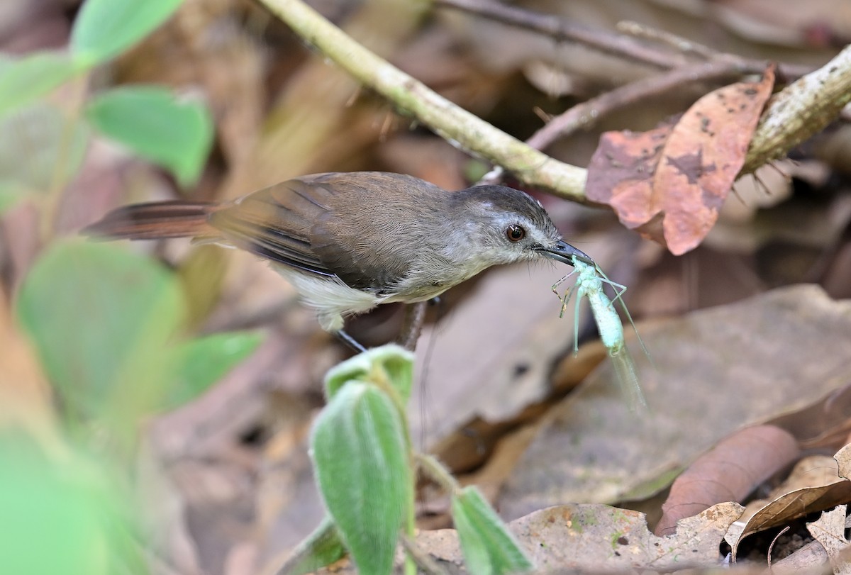 Sooty-capped Babbler - ML623428842