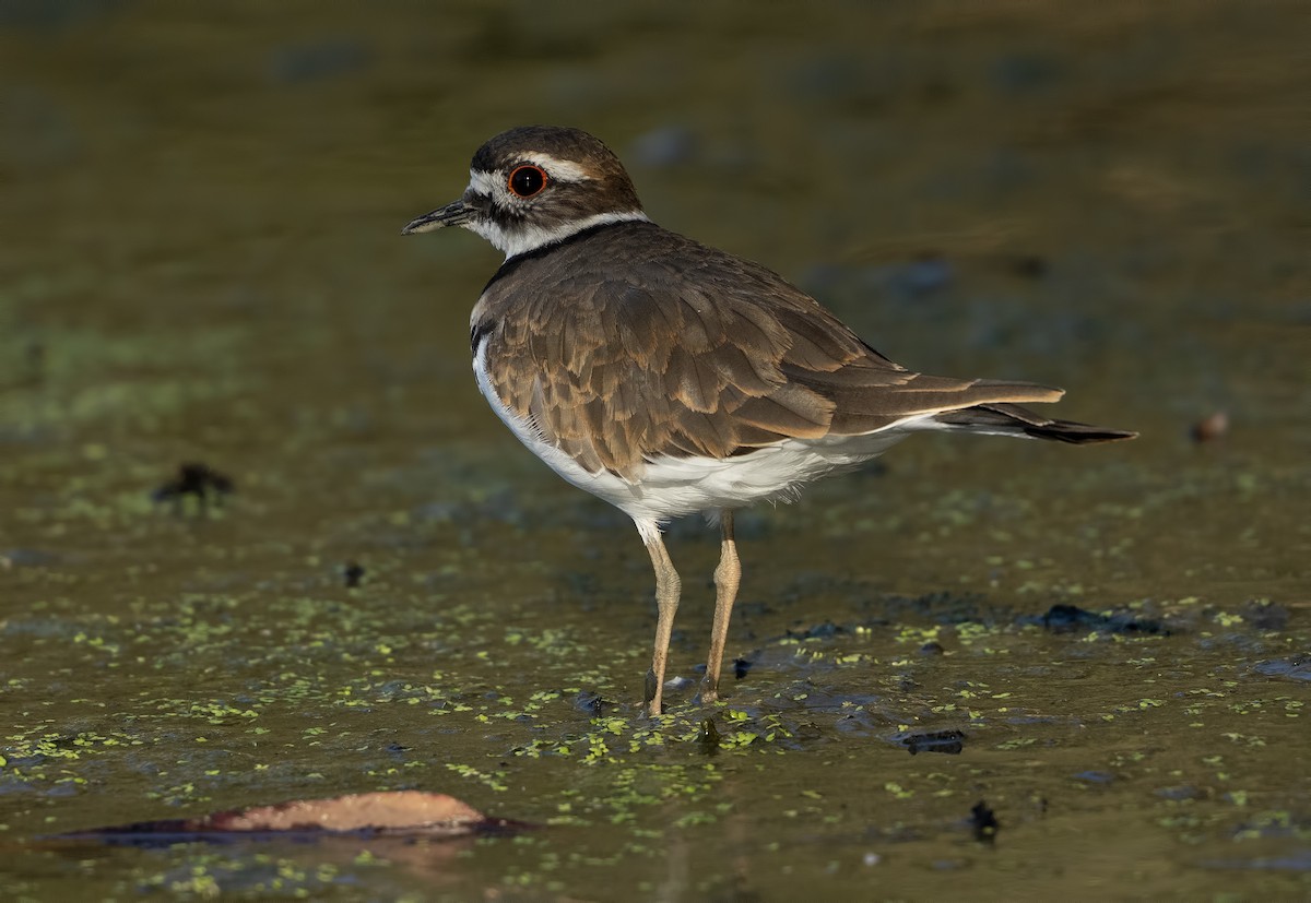 Killdeer - ML623428843