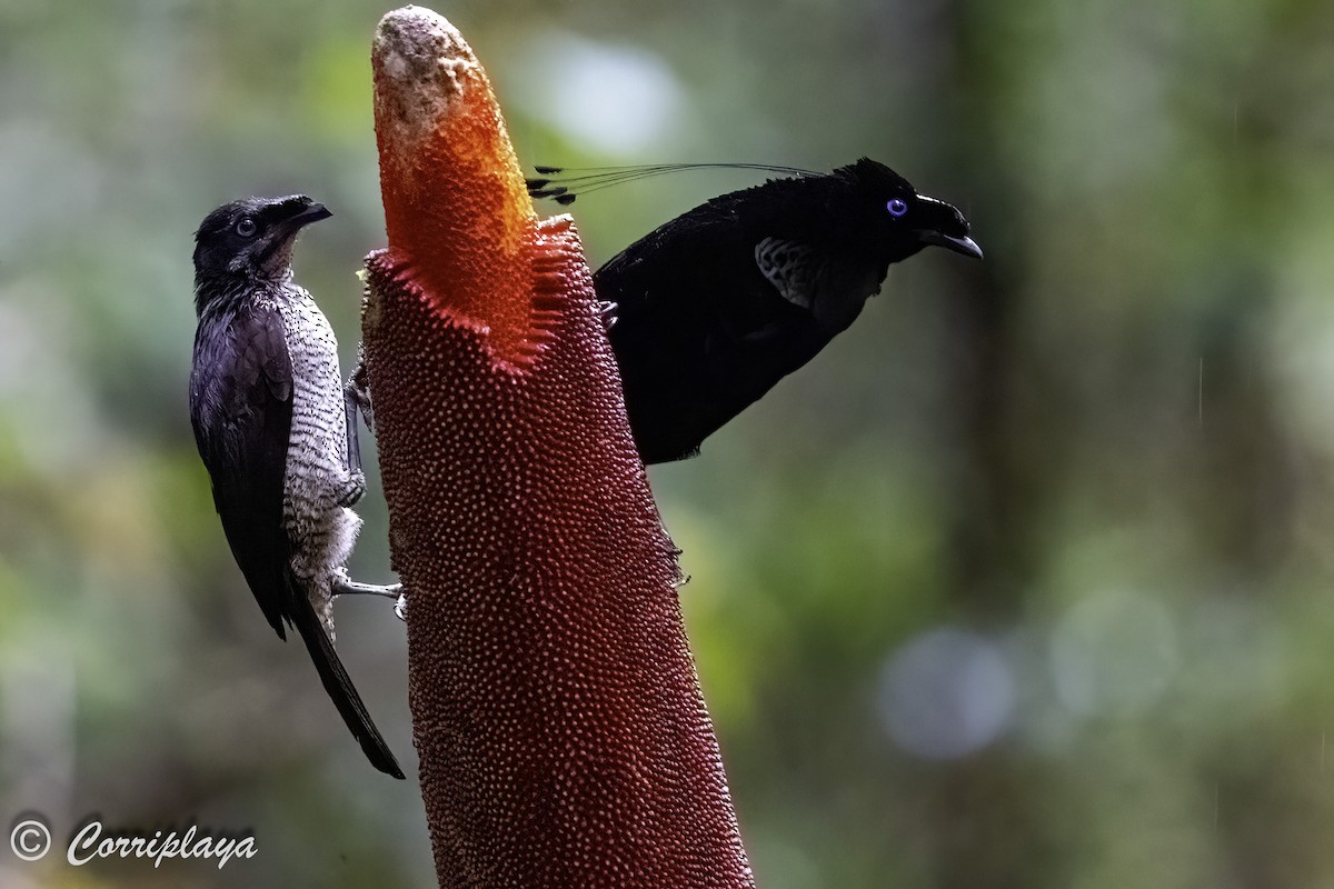 Western Parotia - ML623428855