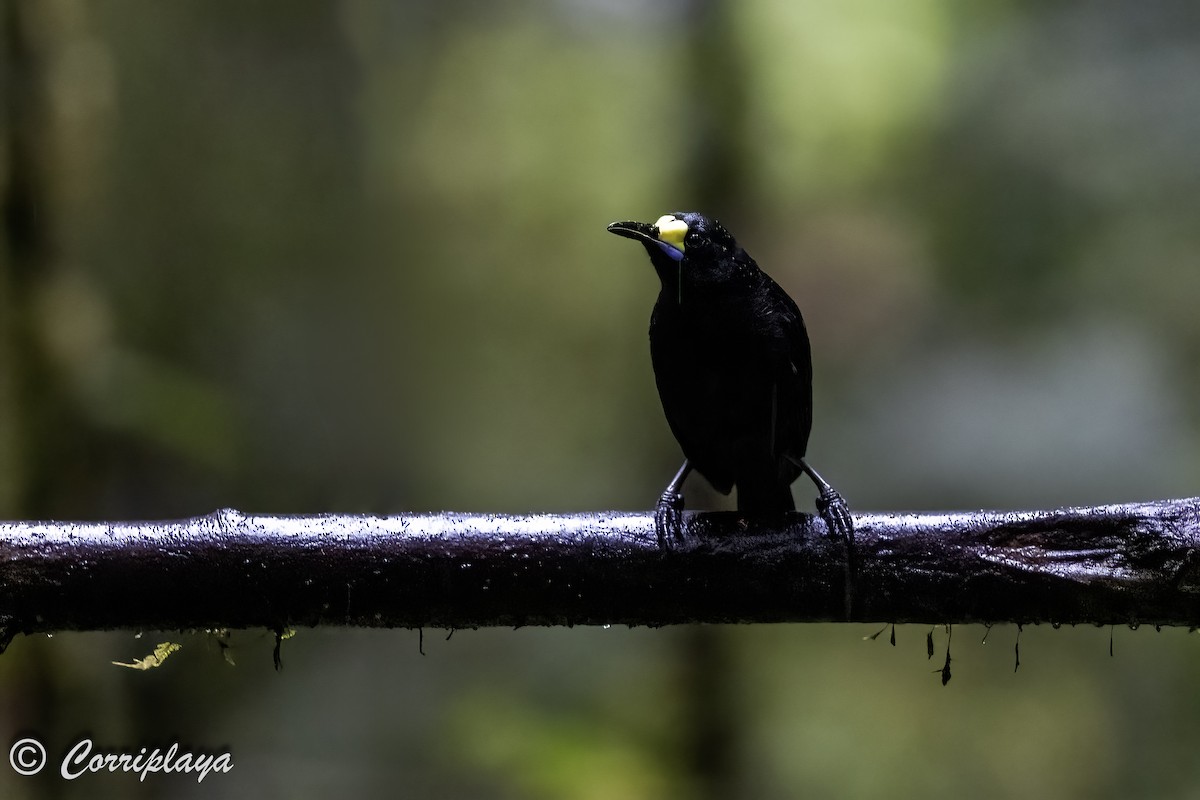 Long-tailed Paradigalla - ML623428869