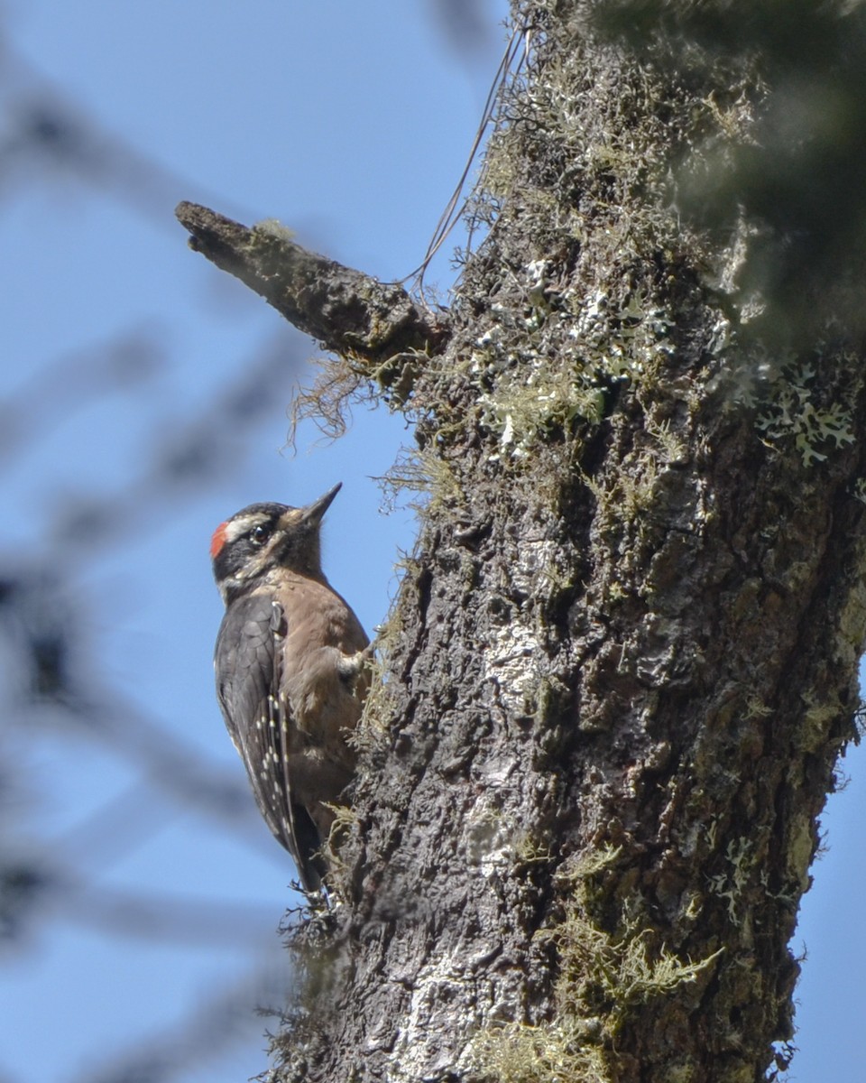 Hairy Woodpecker (South Mexican) - ML623428871