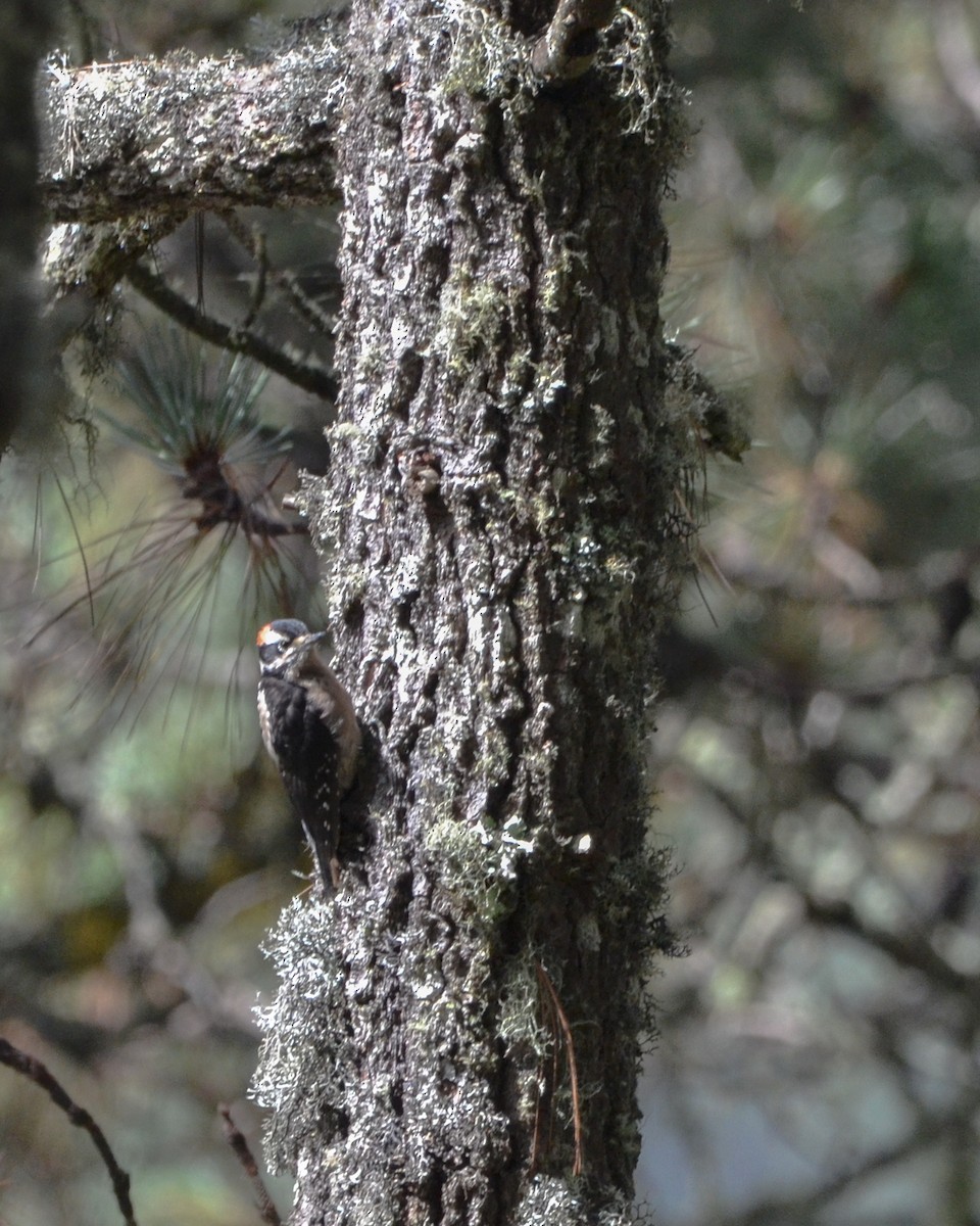 Hairy Woodpecker (South Mexican) - ML623428872