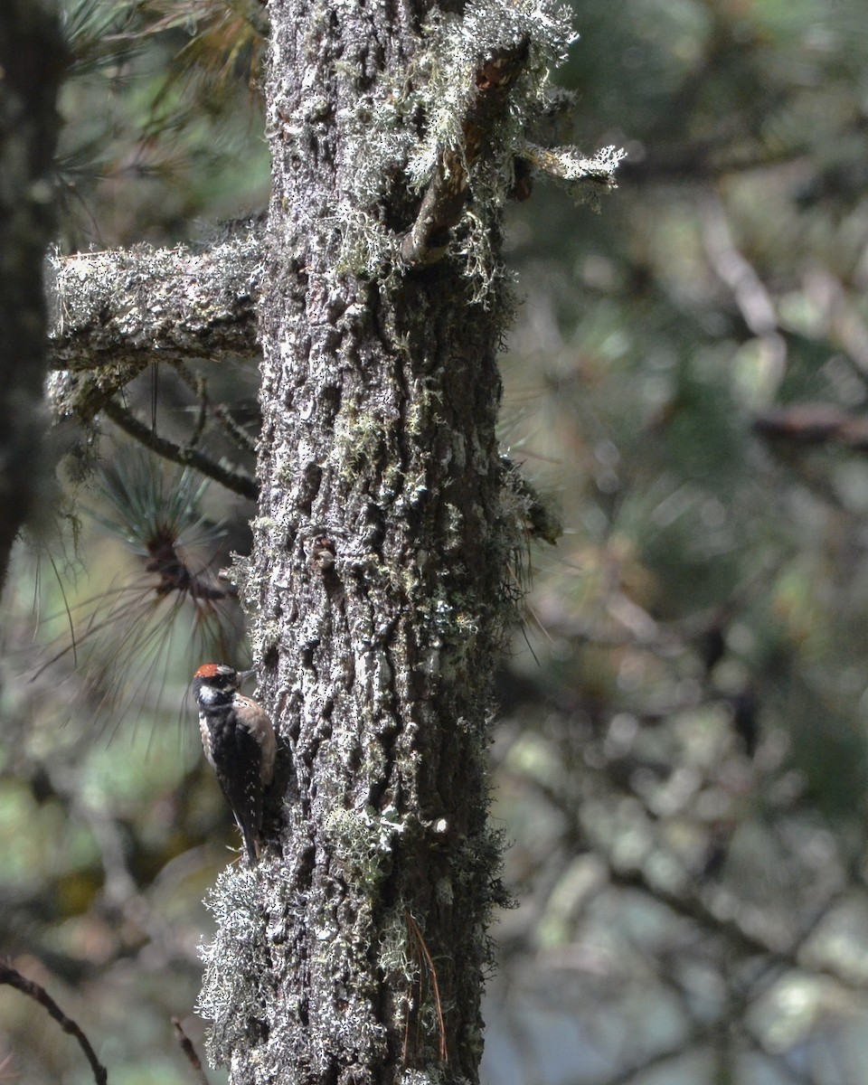 Hairy Woodpecker (South Mexican) - ML623428873