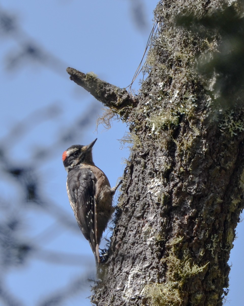 Hairy Woodpecker (South Mexican) - ML623428875