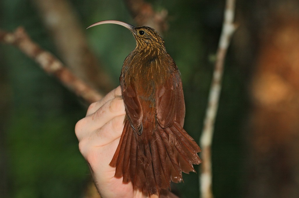 Brown-billed Scythebill - ML623428880