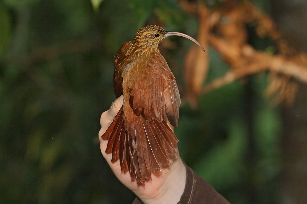 Brown-billed Scythebill - ML623428882