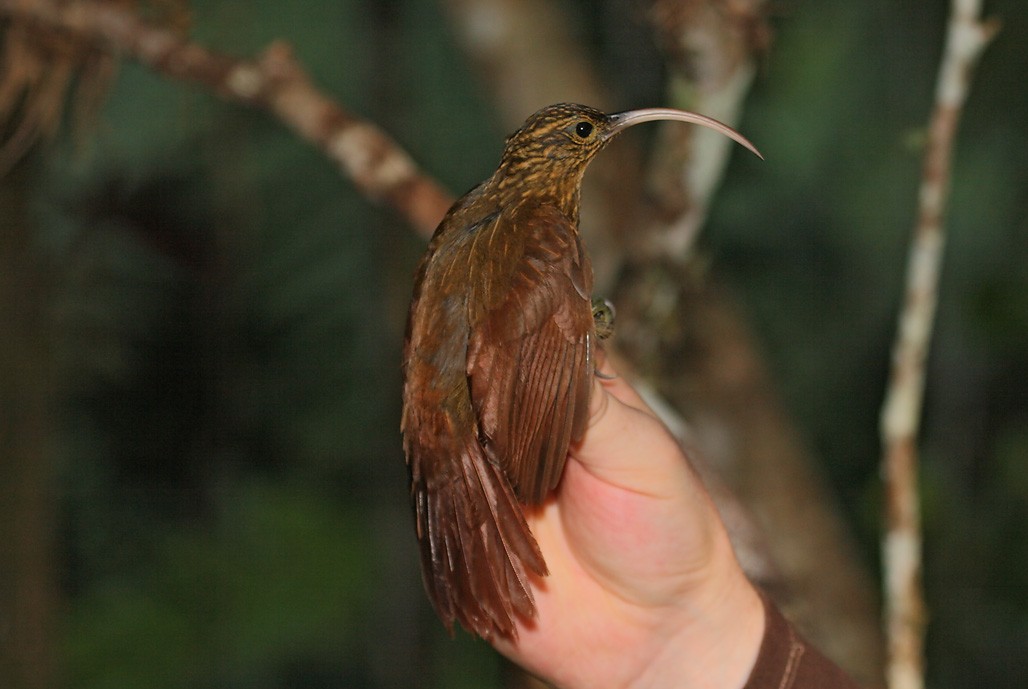 Brown-billed Scythebill - ML623428883