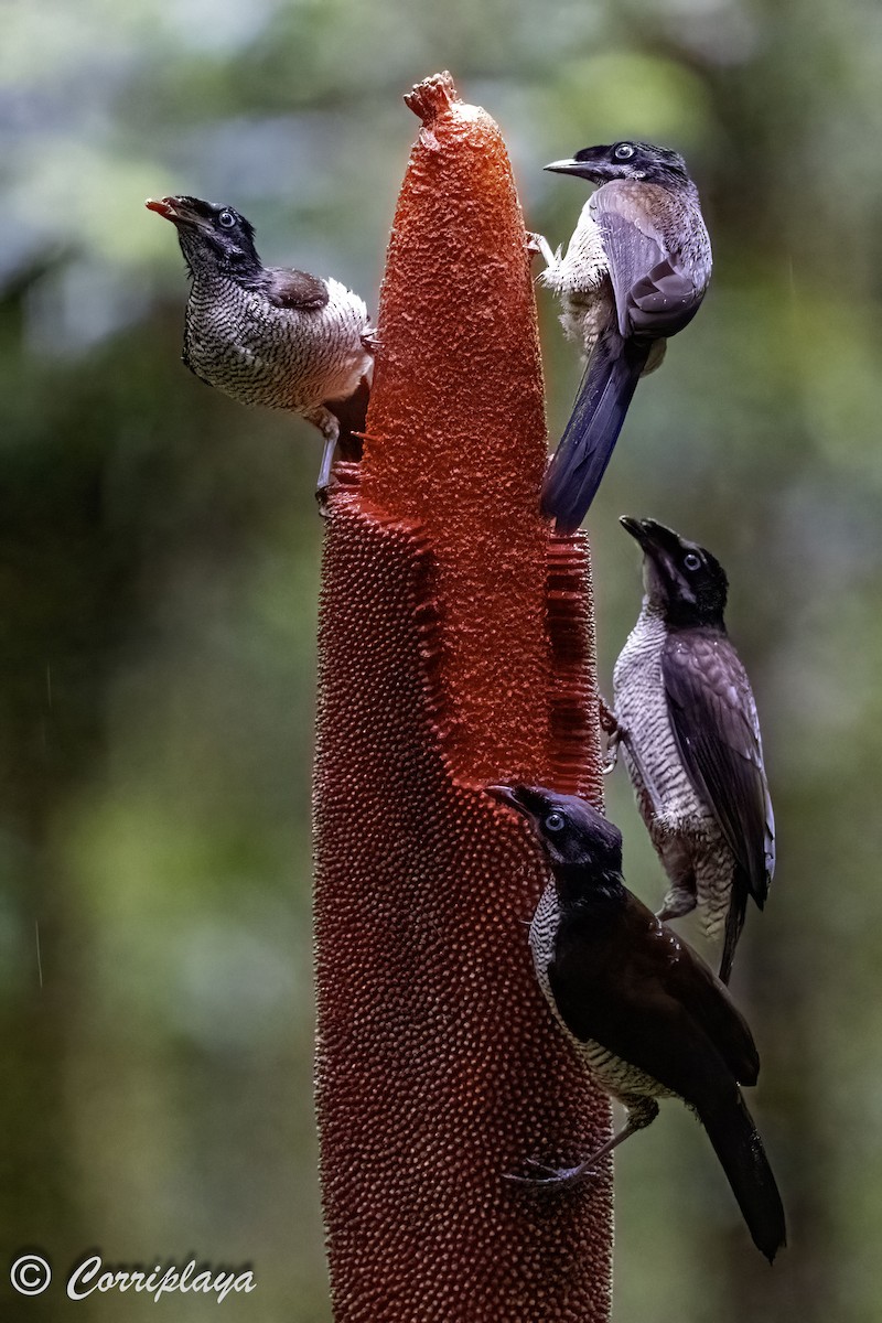 Western Parotia - ML623428894