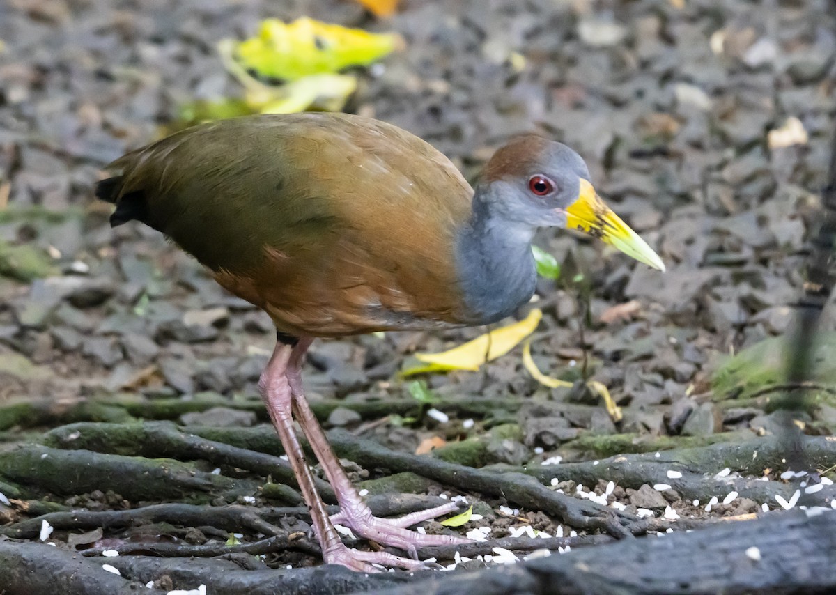 Russet-naped Wood-Rail - Yehiel Engel