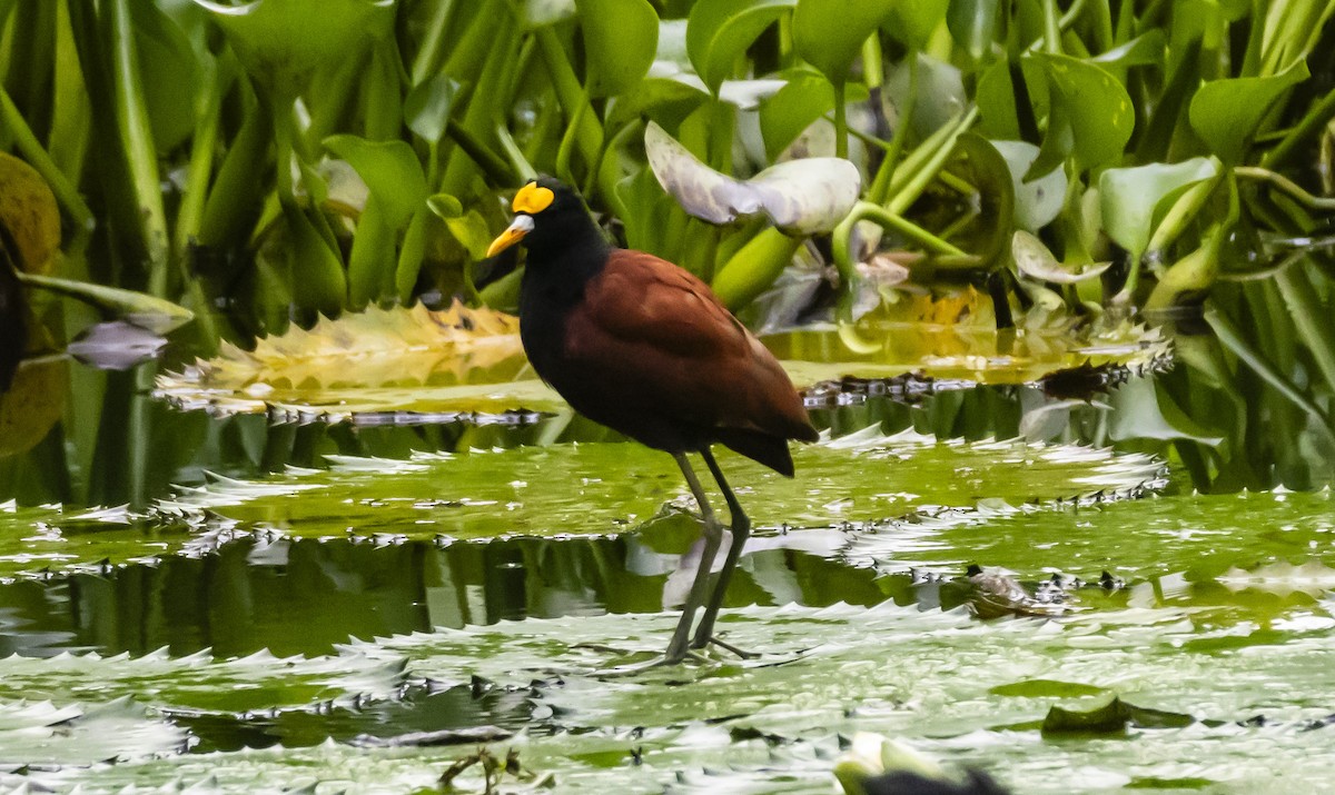 Jacana du Mexique - ML623428908