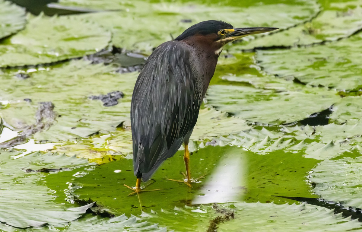 Green Heron - Yehiel Engel