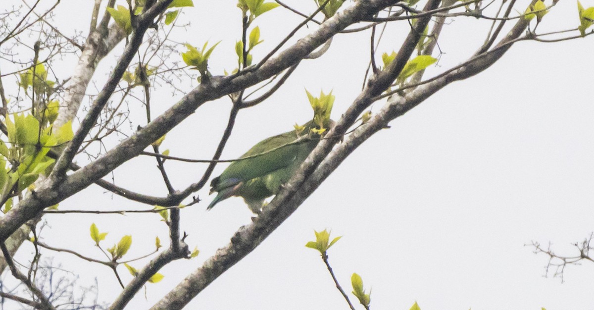 White-crowned Parrot - ML623428915