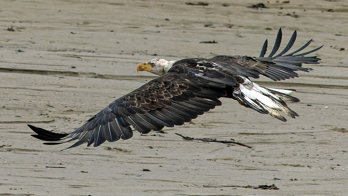 Bald Eagle - ML623428923