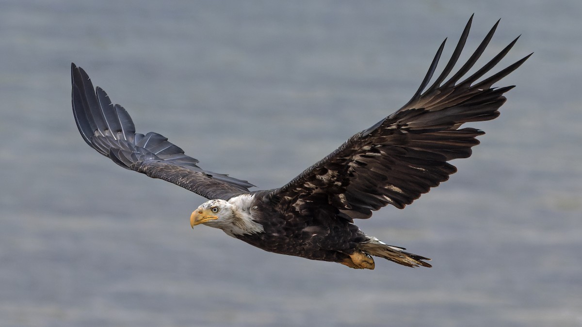Bald Eagle - ML623428924