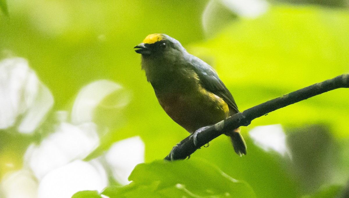 Olive-backed Euphonia - Yehiel Engel