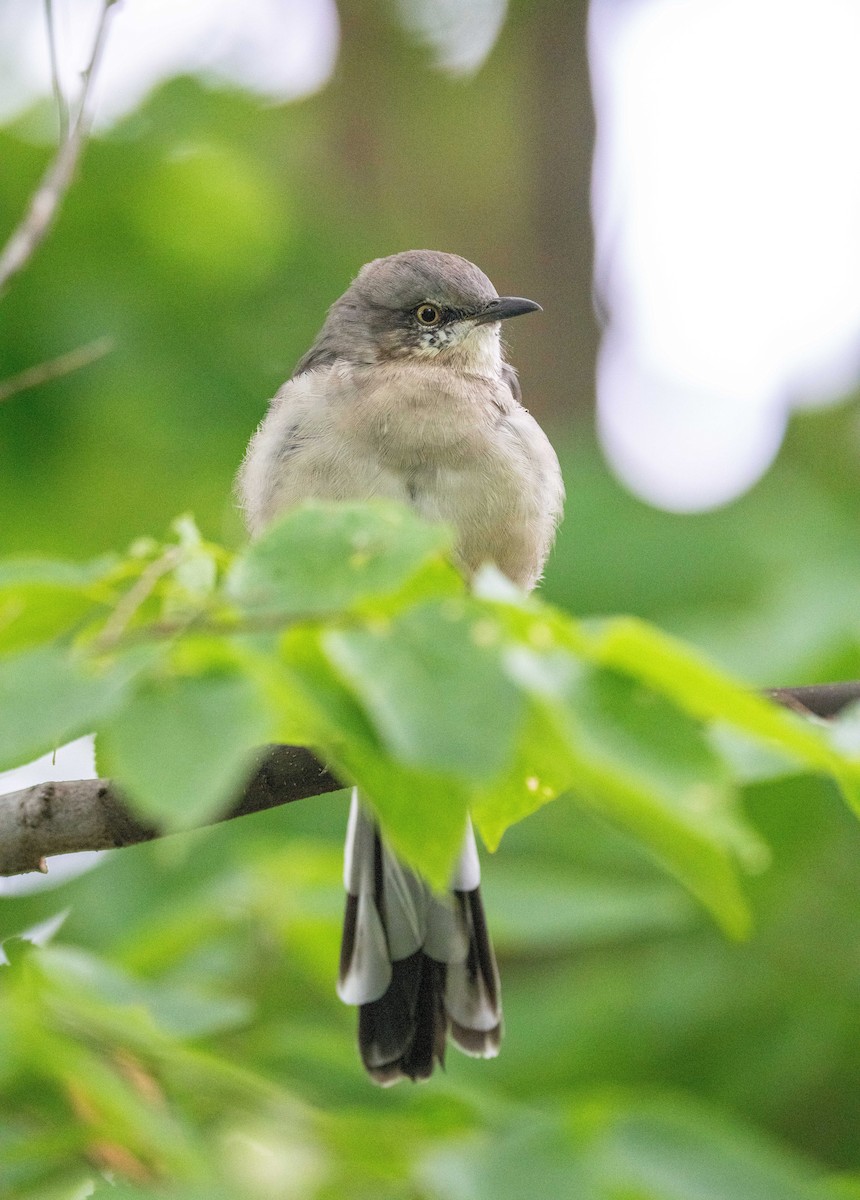 Northern Mockingbird - ML623428993