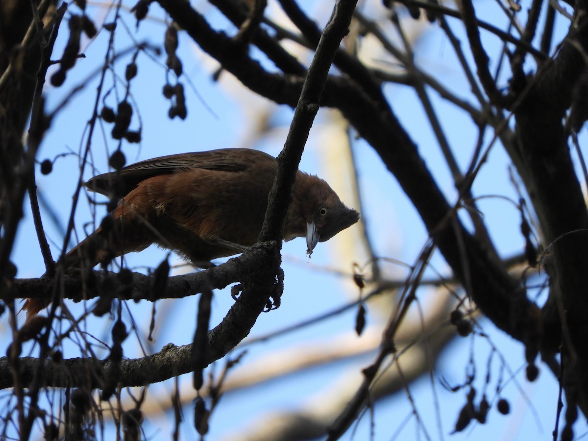 Brown Cacholote - ML623429019