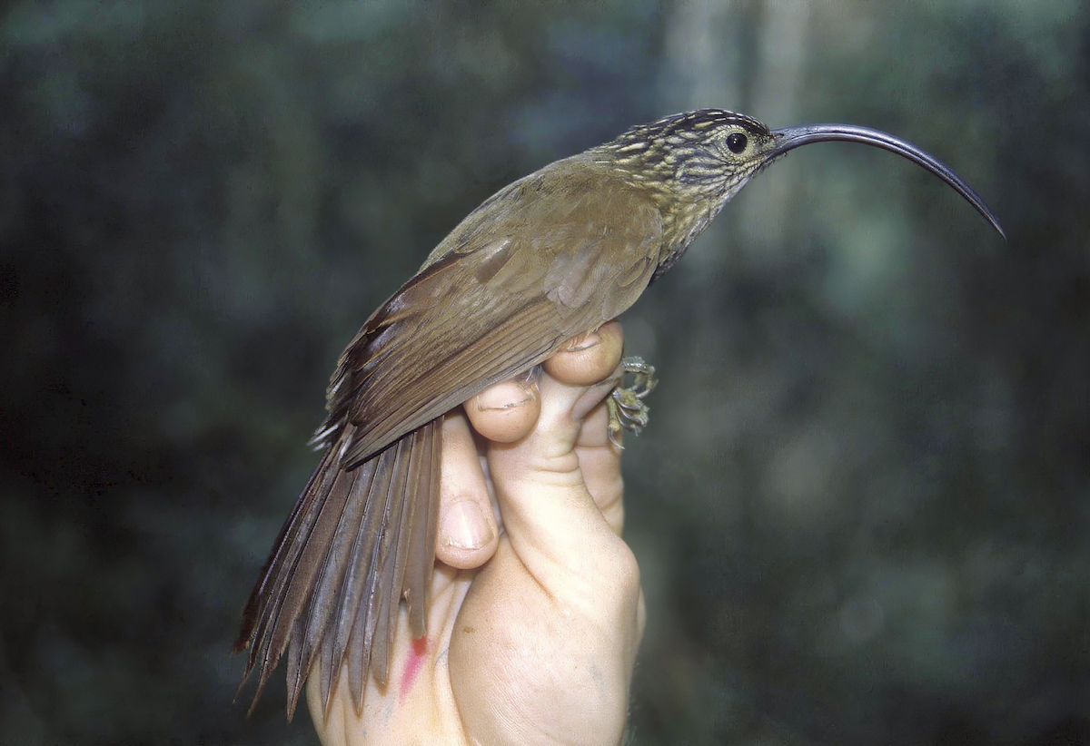 Black-billed Scythebill - ML623429059