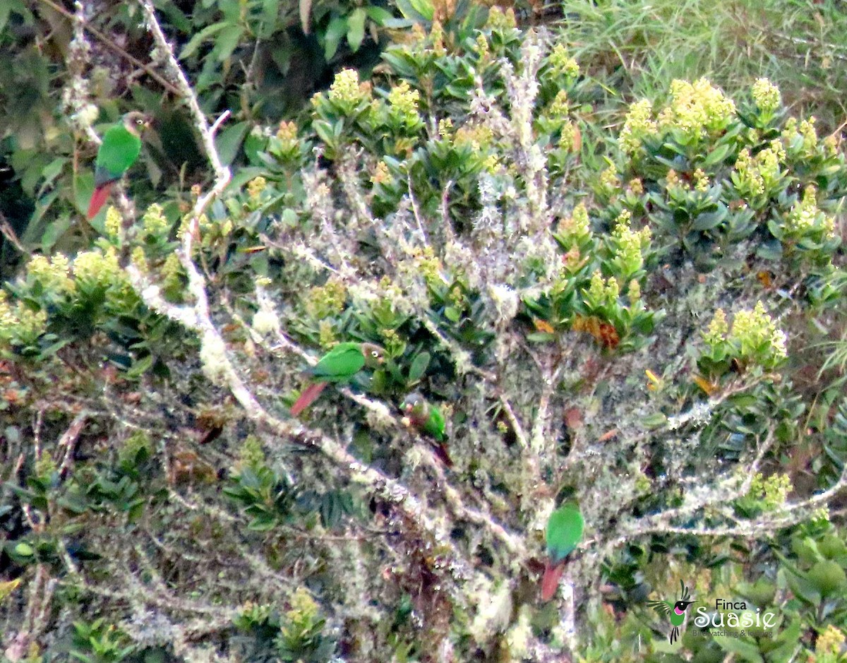 Brown-breasted Parakeet - ML623429093