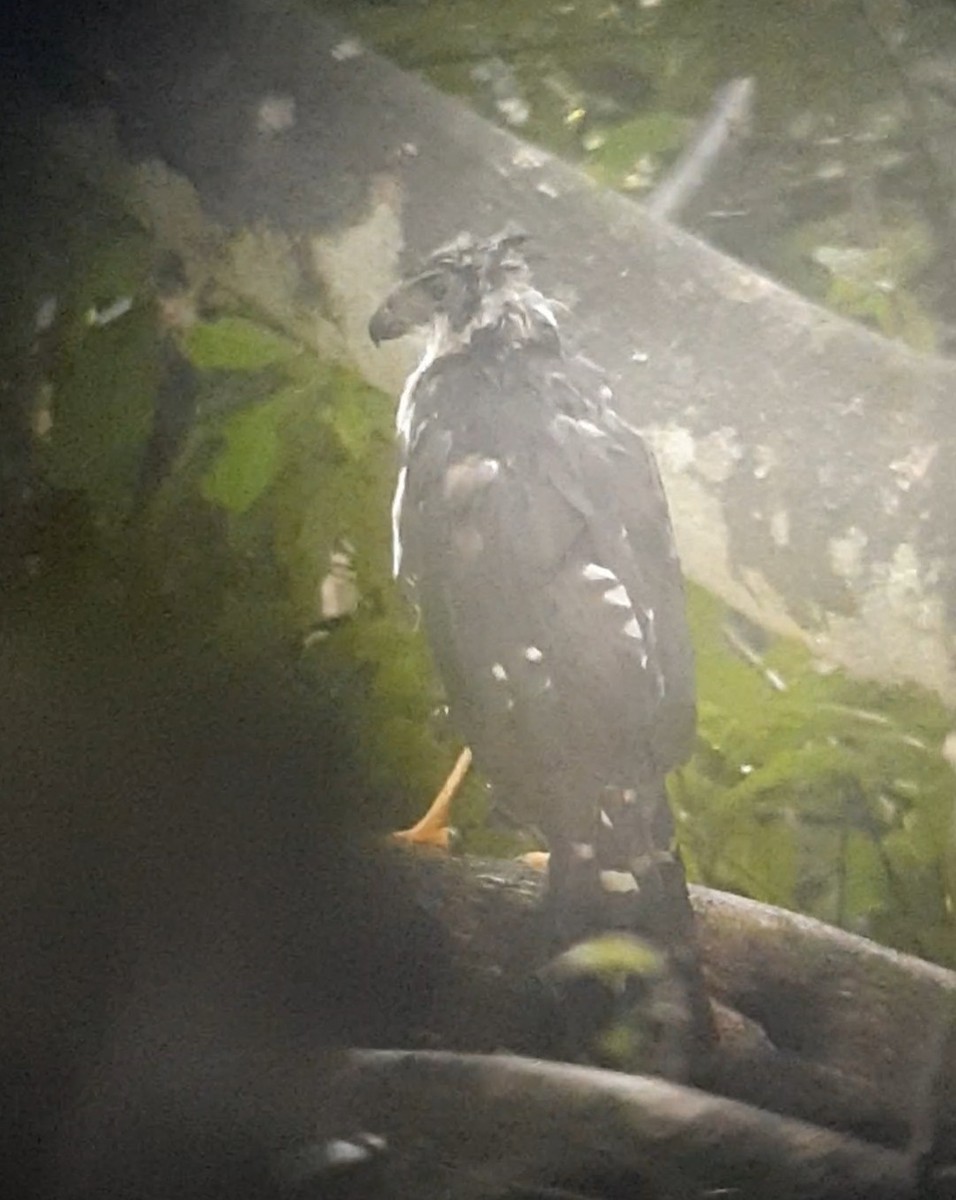 Collared Forest-Falcon - ML623429103