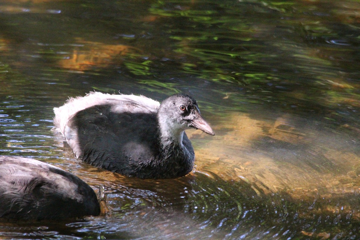 Eurasian Coot - ML623429107