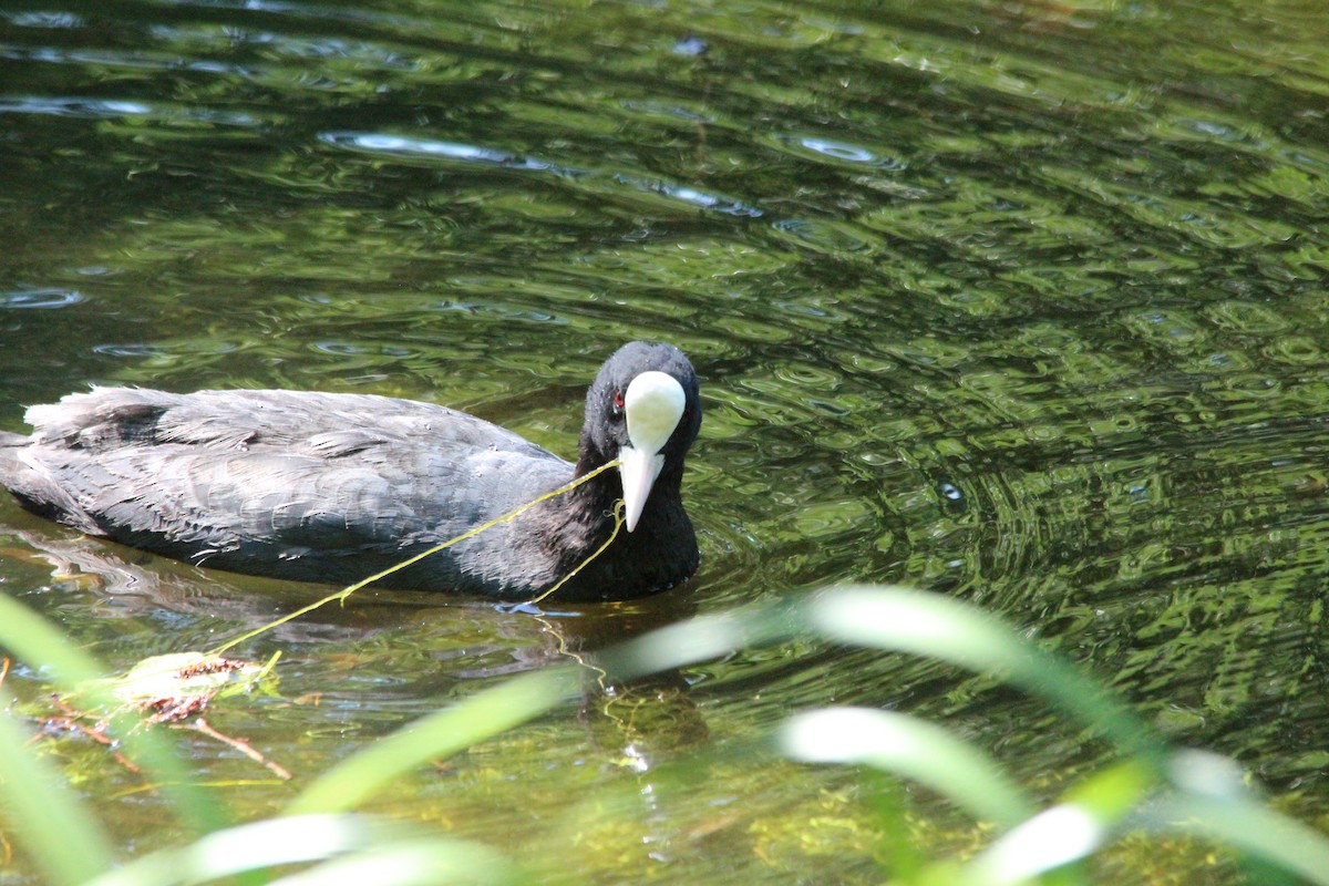 Eurasian Coot - ML623429123