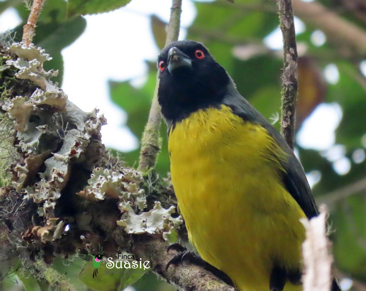 Hooded Mountain Tanager - ML623429150