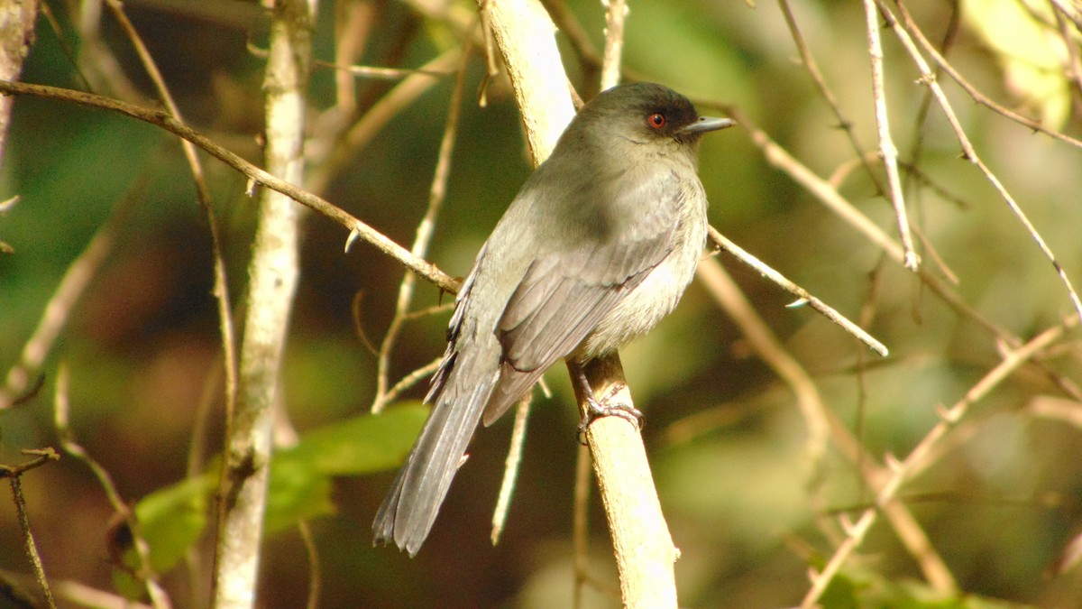 Plumbeous Black-Tyrant - ML623429167