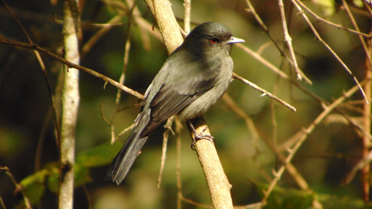 Plumbeous Black-Tyrant - ML623429168