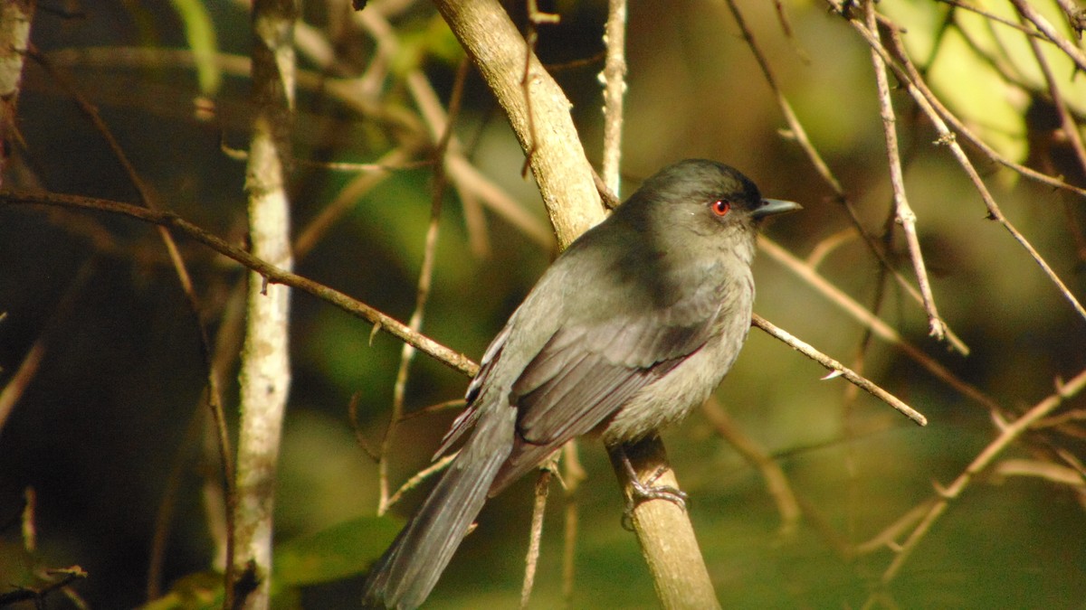 Plumbeous Black-Tyrant - ML623429169