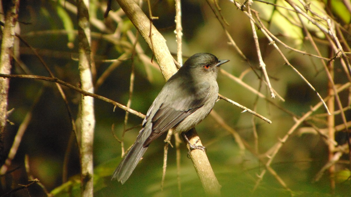 Plumbeous Black-Tyrant - ML623429170