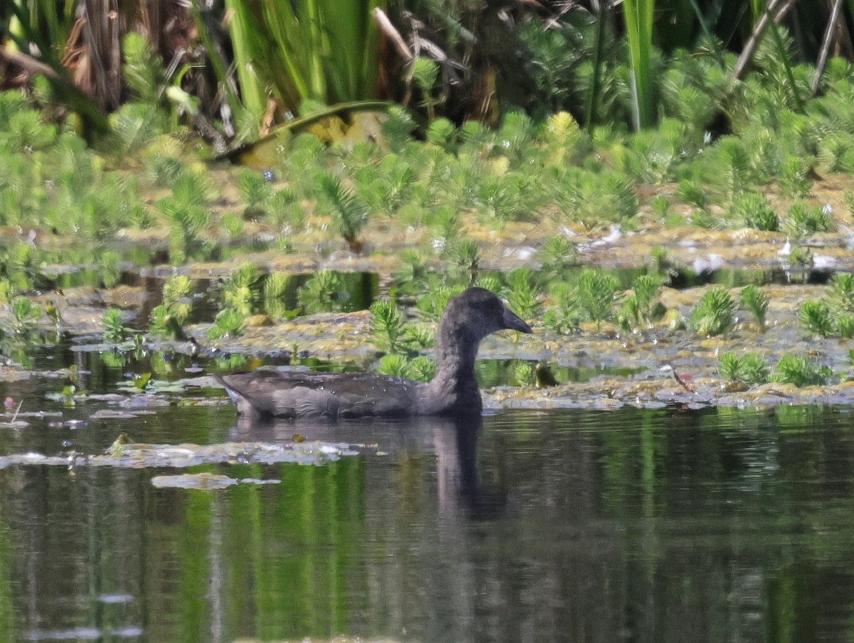 American Coot - ML623429181