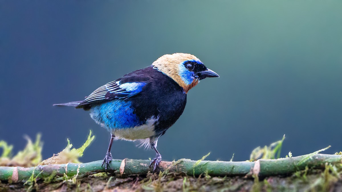 Golden-hooded Tanager - ML623429203