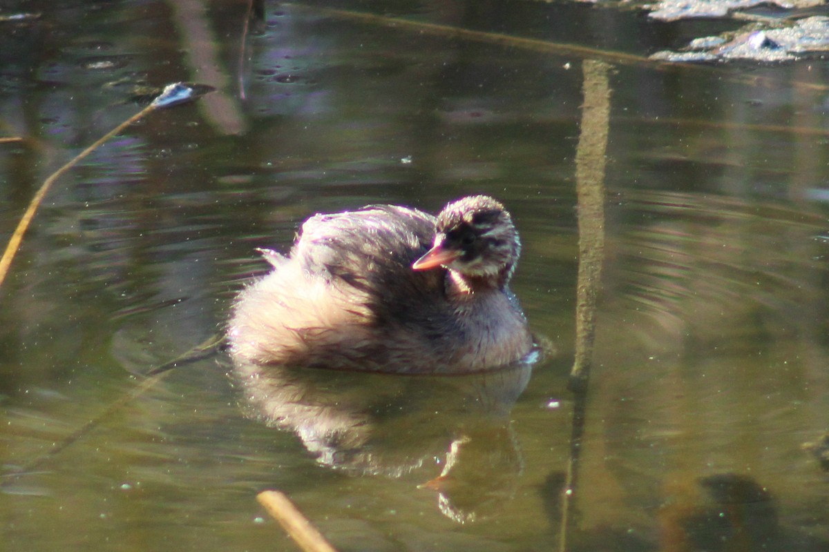 Little Grebe - ML623429205