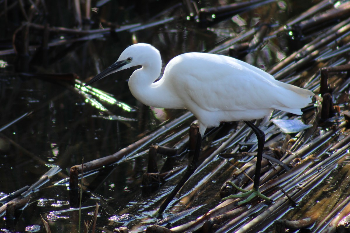 Little Egret - ML623429218