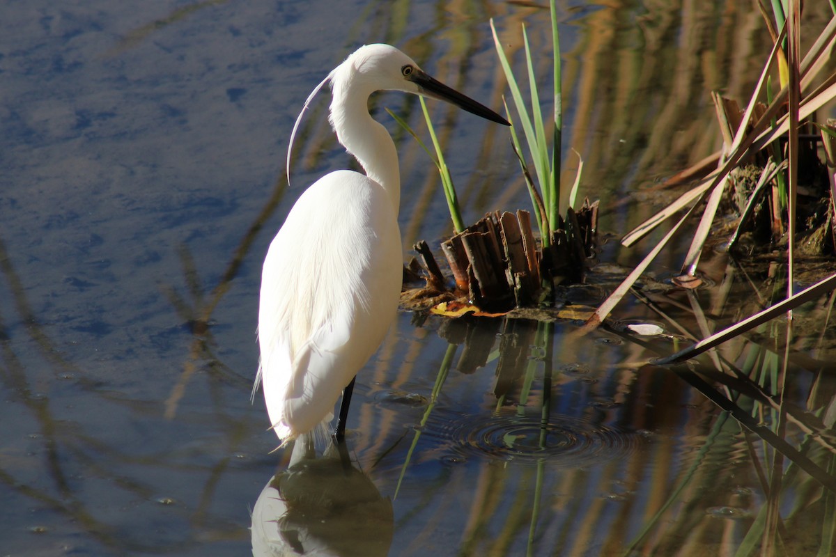 Little Egret - ML623429250