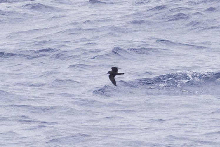 ub. stormsvale (Oceanitidae/Hydrobatidae sp.) - ML623429271