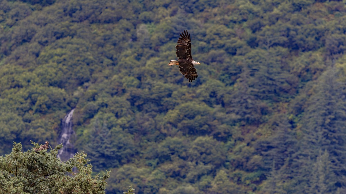 Bald Eagle - ML623429281