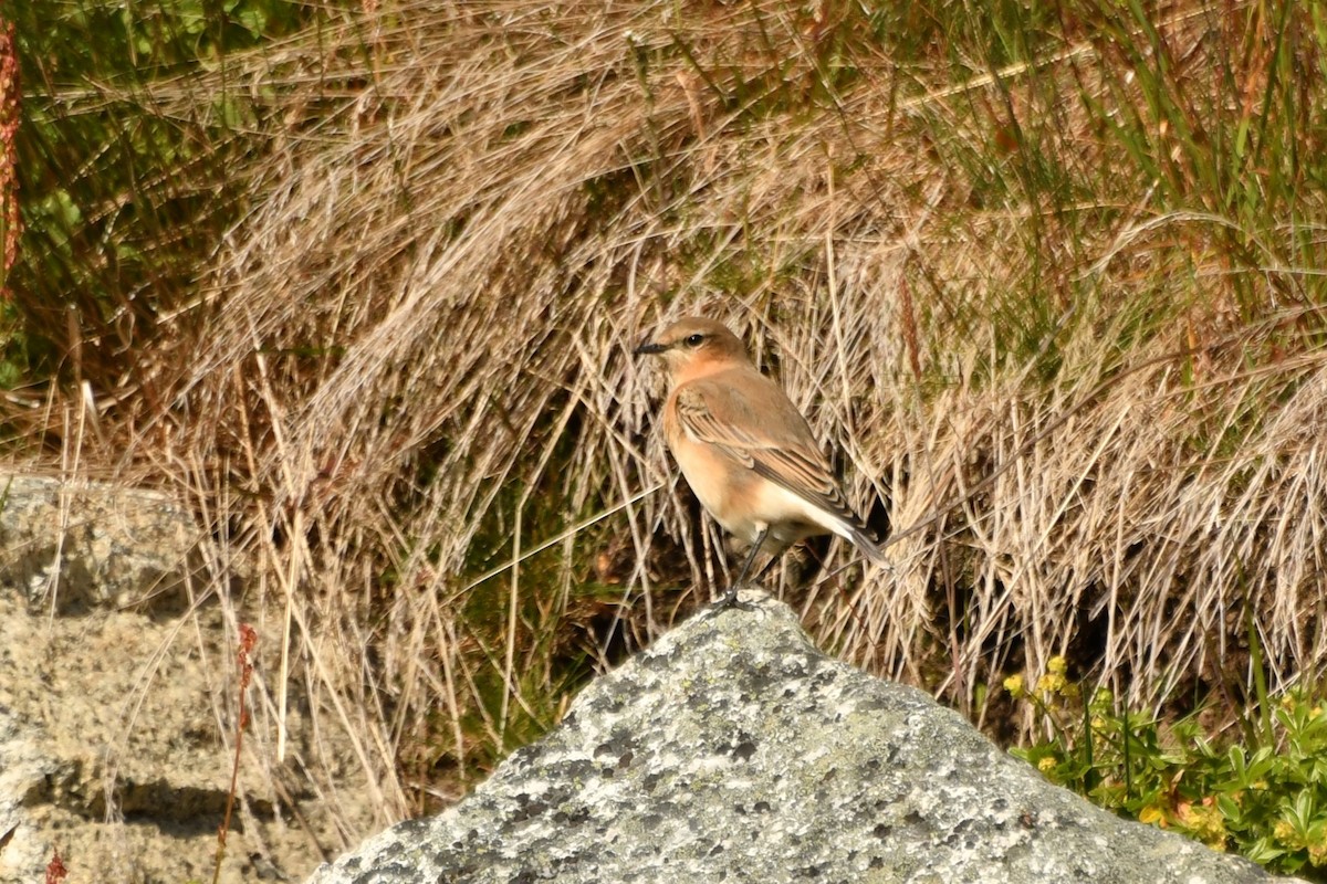 Адууч чогчиго - ML623429285