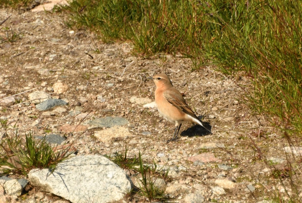 Адууч чогчиго - ML623429286