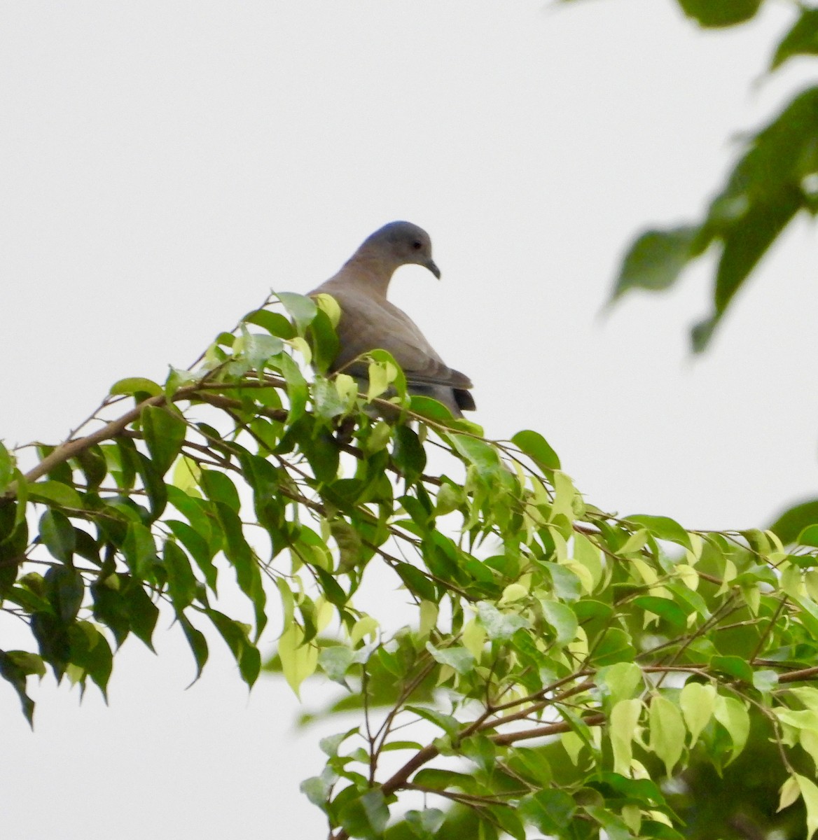 Pale-vented Pigeon - ML623429296