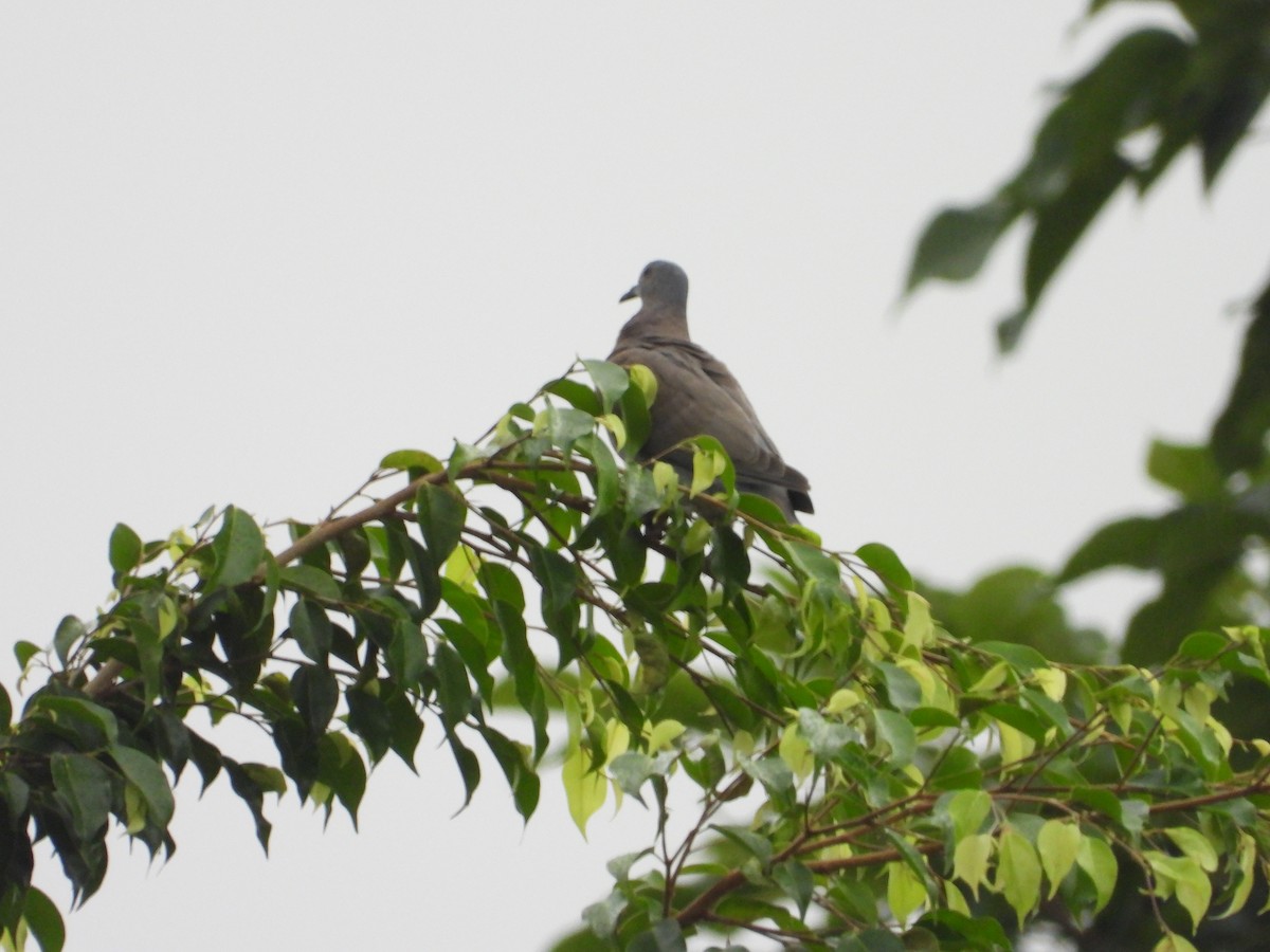 Pale-vented Pigeon - ML623429308