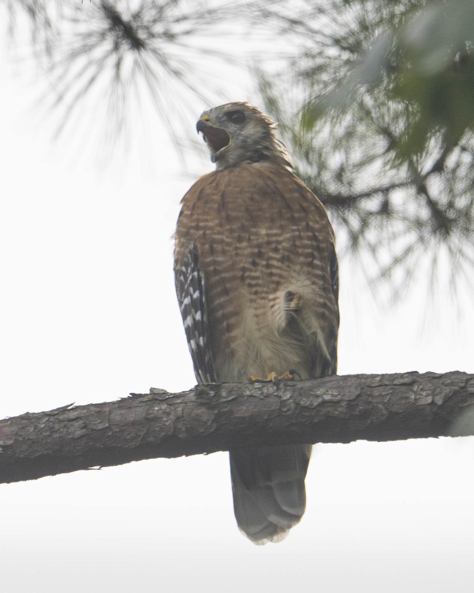 Red-shouldered Hawk - ML623429309