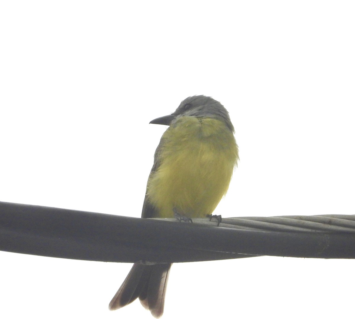 Tropical Kingbird - ML623429329