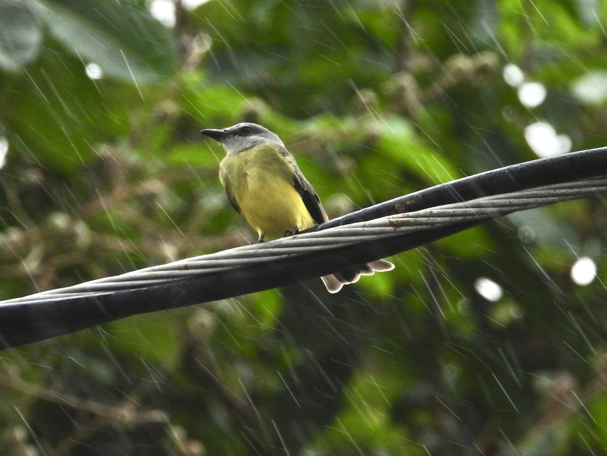 Tropical Kingbird - ML623429331