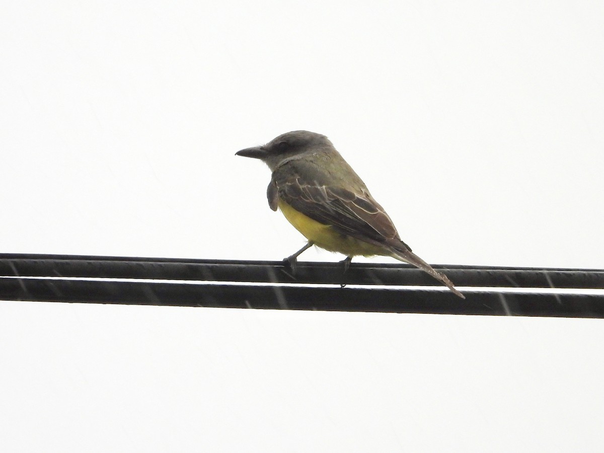 Tropical Kingbird - ML623429334