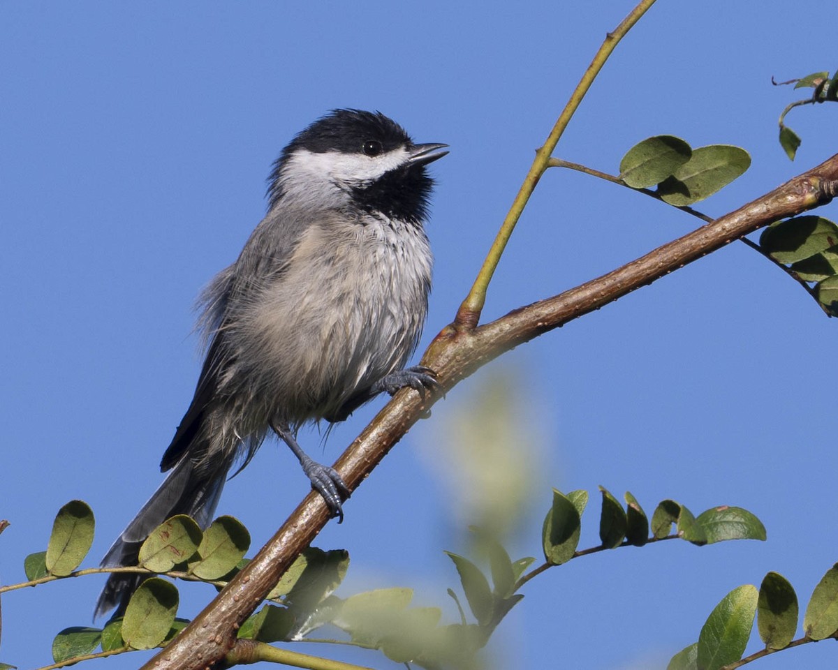 Carolina Chickadee - ML623429337